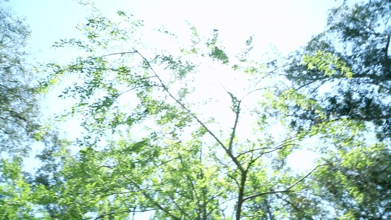 All About Allie サンプル画像
