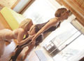 Girl Train 3 (2 DVD Set) サンプル画像