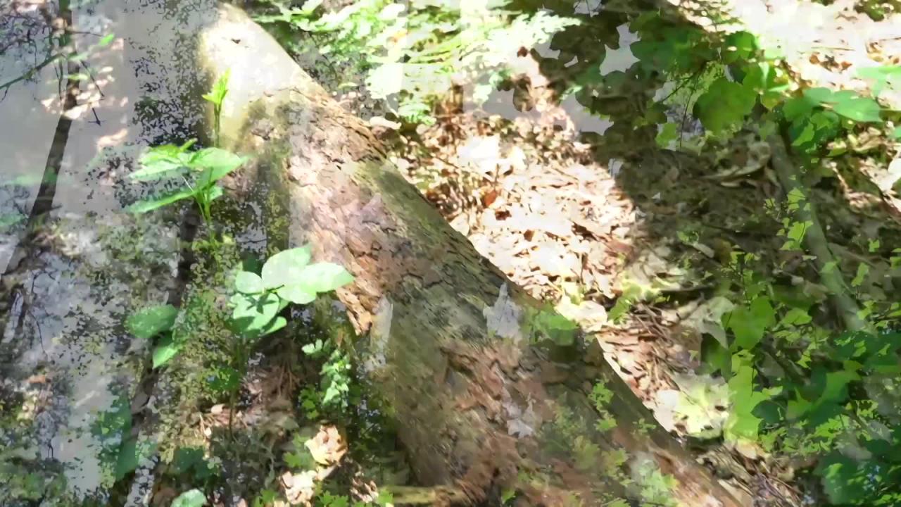 Summer Makes Me Wet サンプル画像