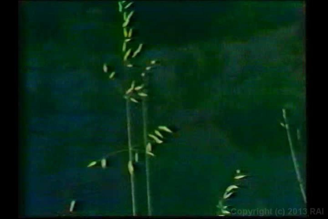 Annette Havens Triple Feature サンプル画像
