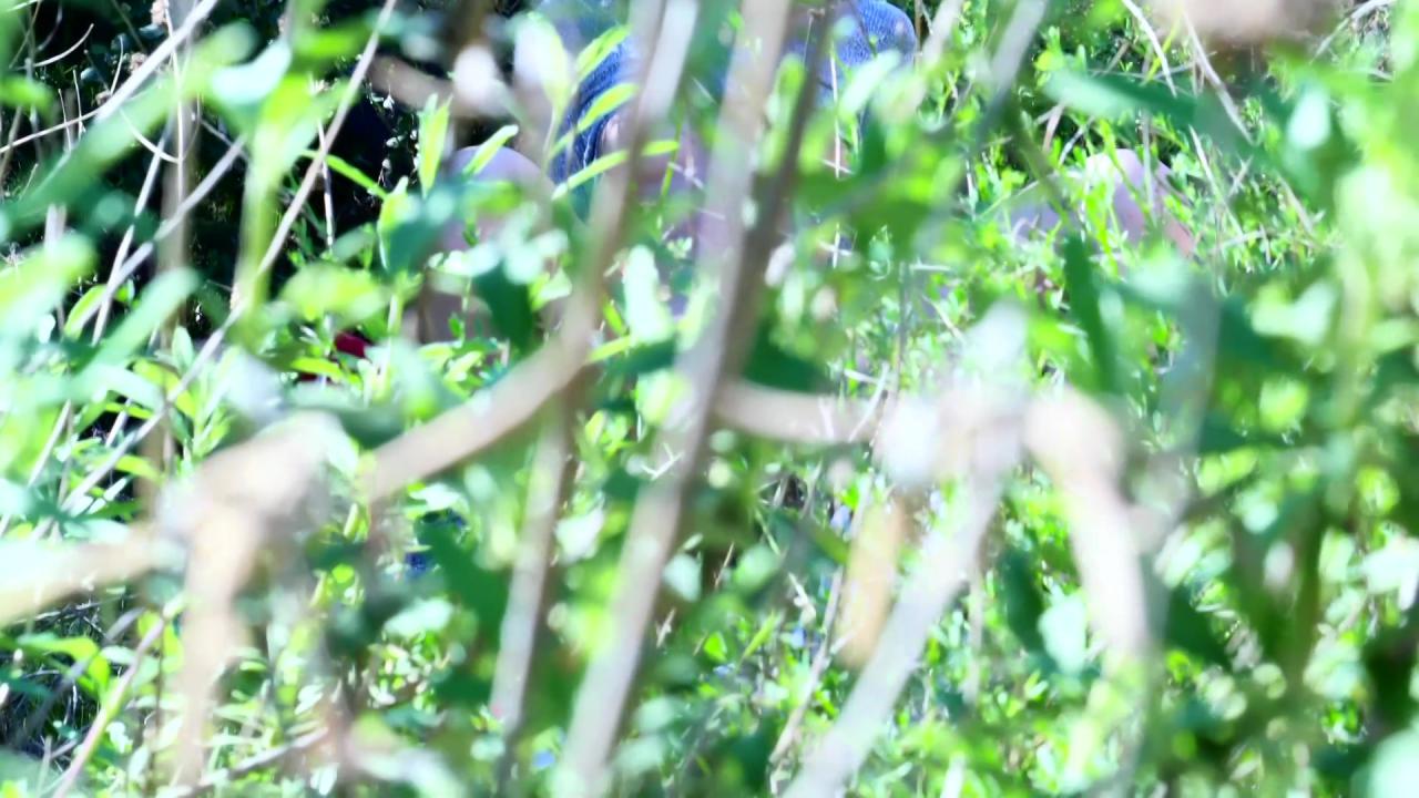 Natural Knockers サンプル画像28